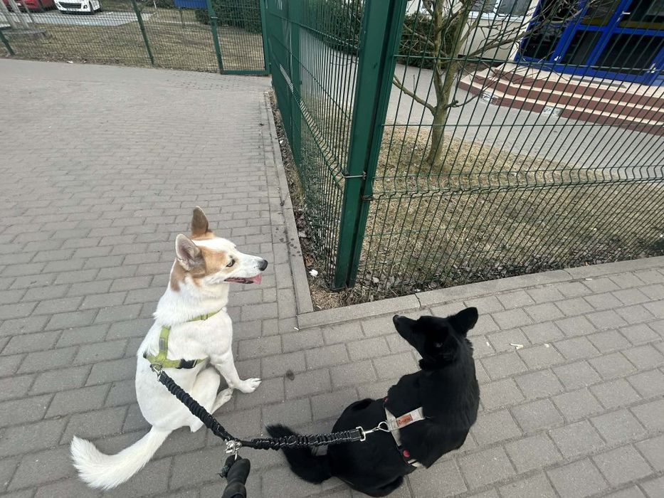 Pieski do adopcji za darmo