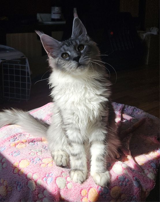 Iliana Cats My Love PL Hodowla Maine Coon