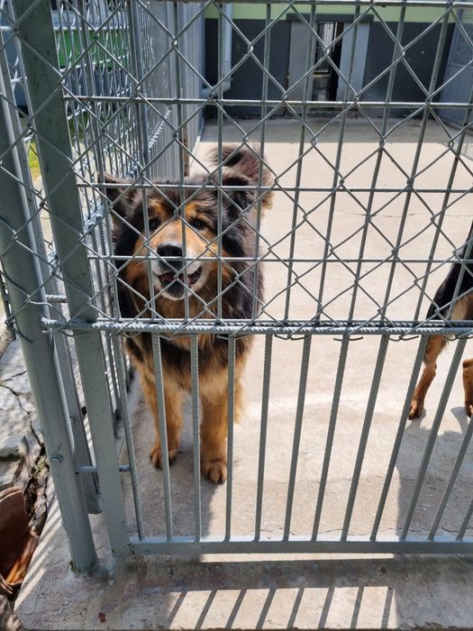 Poszukiwane domy tymczasowe. Pomóż im opuścić betonowe boksy.