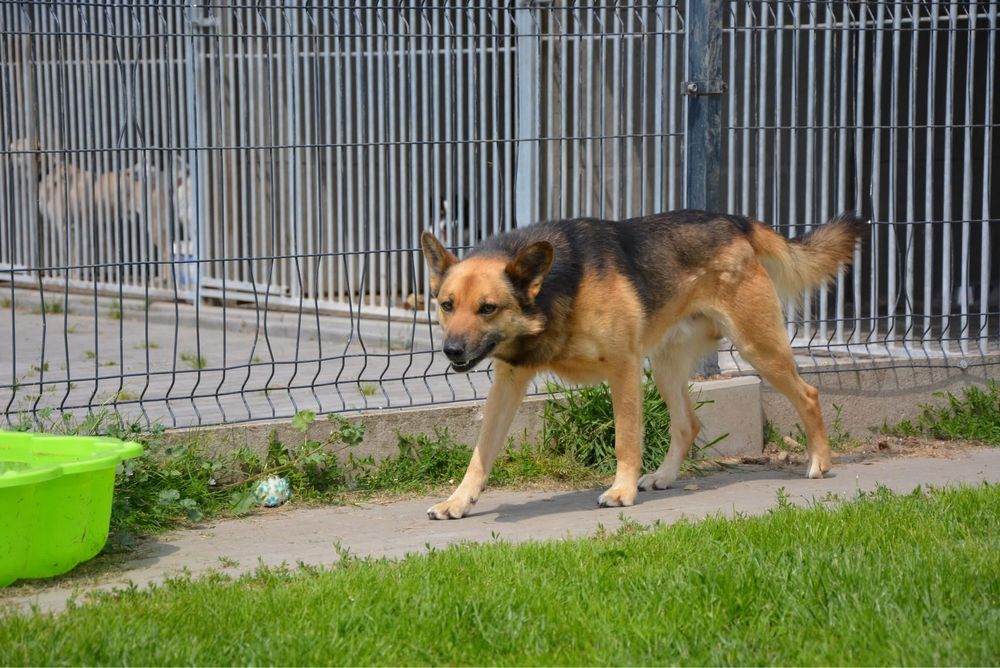 Simba-pies szuka doswiadczonego domu! Adopcja