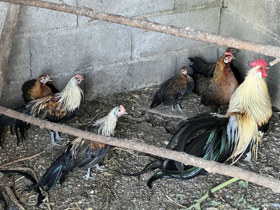 Vendo crias de galos fenix