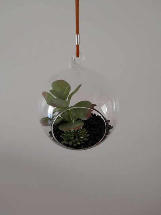 Terrário vidro com planta