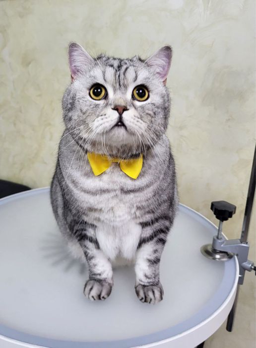 Грумінг котів( без бриття)