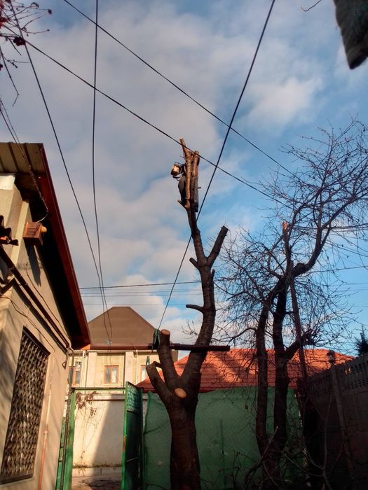 Спил и обрезка деревьев большой опыт, профессионально. Одесса