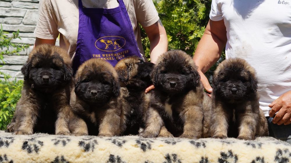 Leonberger suczka szczeniak ZKwP