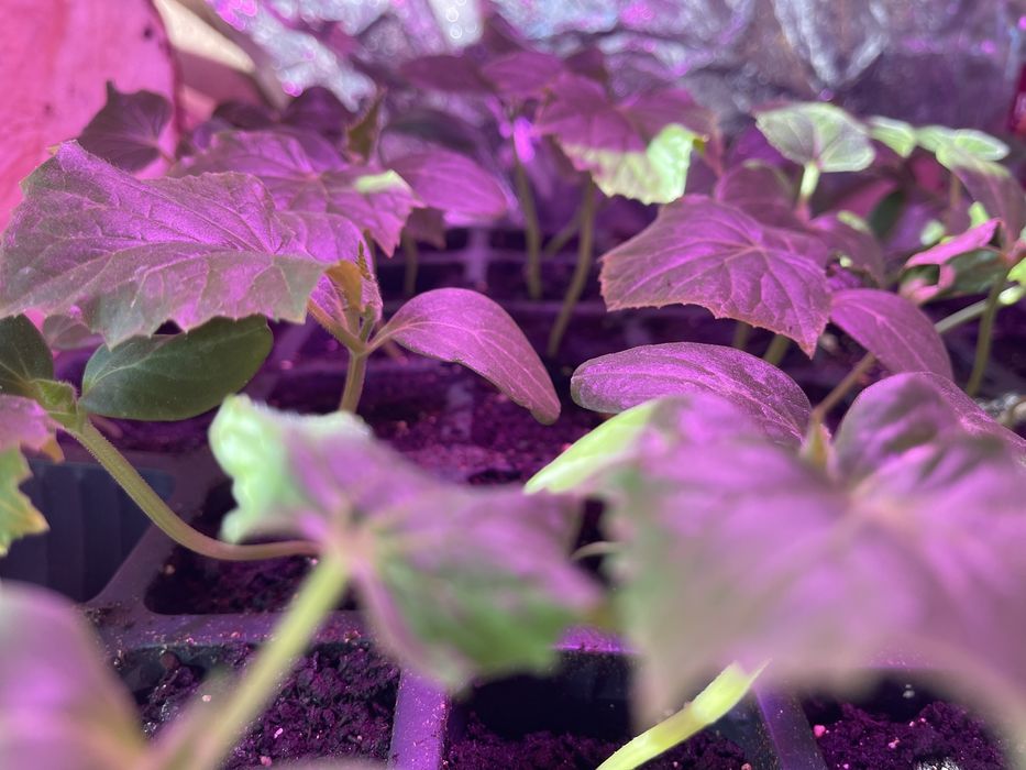 Рассада - огурцы ,f1 ,опт и розница