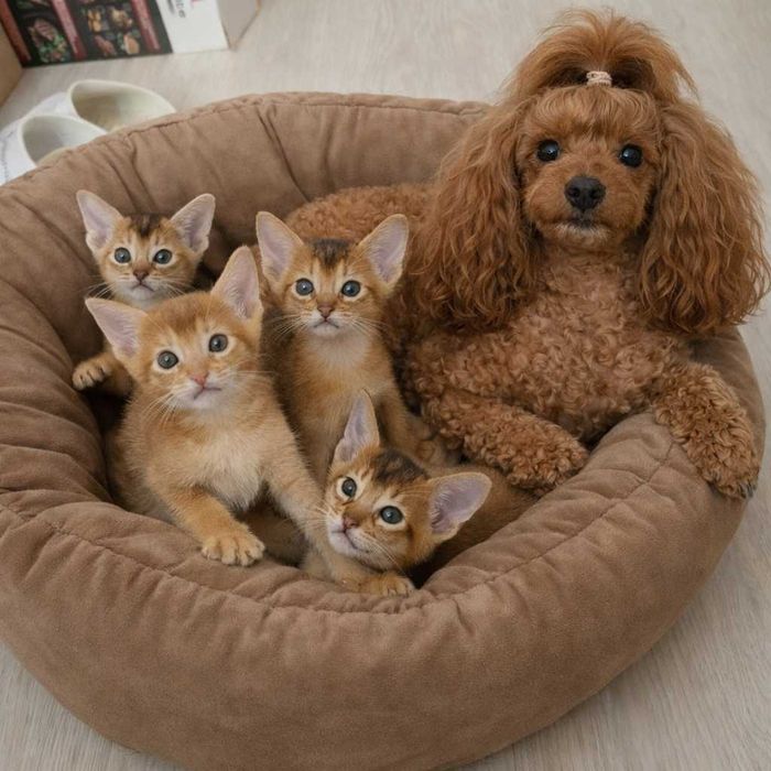 Чистокровная абиссинская кошечка
