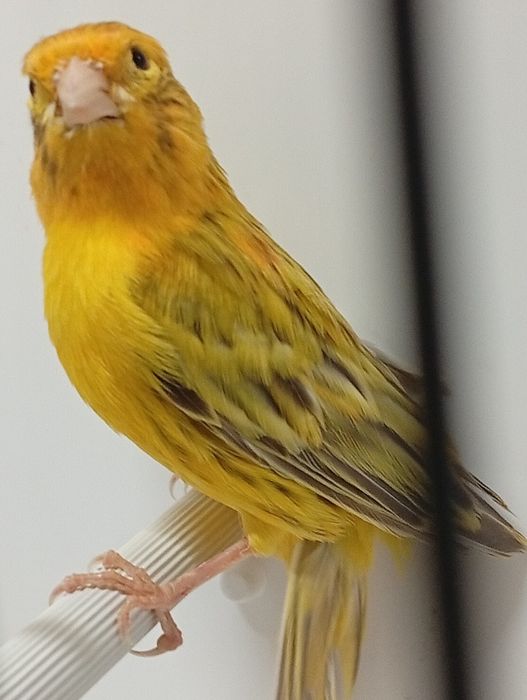Canários machos raça