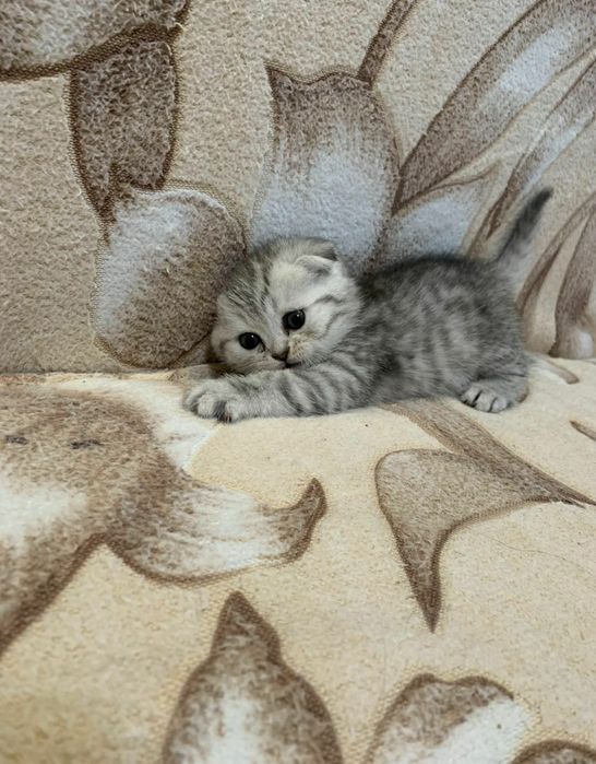 Шотландец . Вязка.