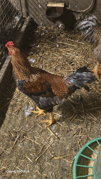 Vendo patos mudos, bravos e corredores e garnizos