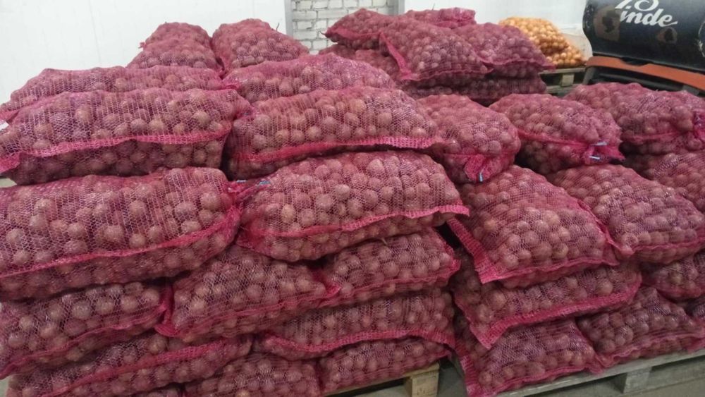 Buraki czerwone ćwikłowe paszowe odpadowe oraz handlowe i grube