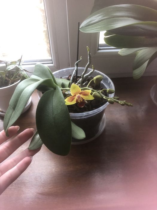 Продам красуні Орхідеї