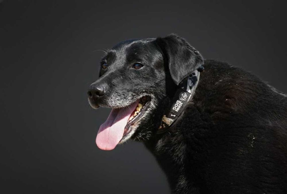 GUSTAW - duży, fajny pies w typie labrador