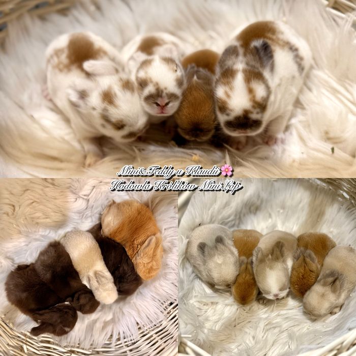 Mini Lop / króliki rasowe z hodowli / króliki miniaturki