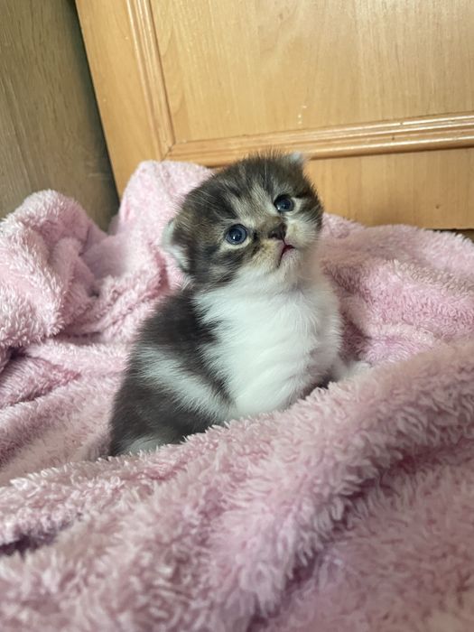 Кошенята в добрі руки