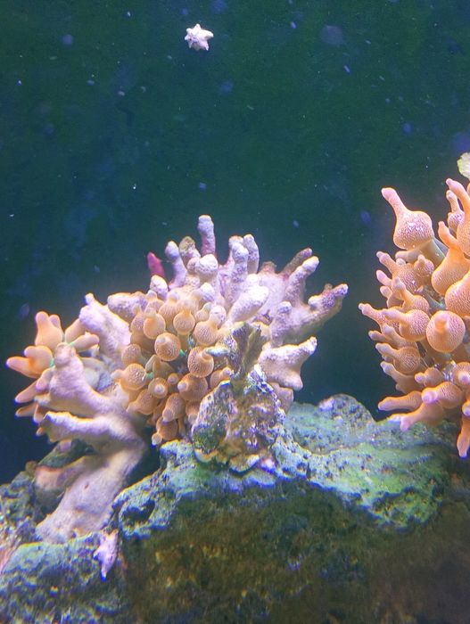 Ukwiały quadricolor
