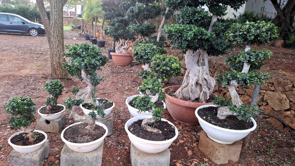 Jardim das Oliveiras