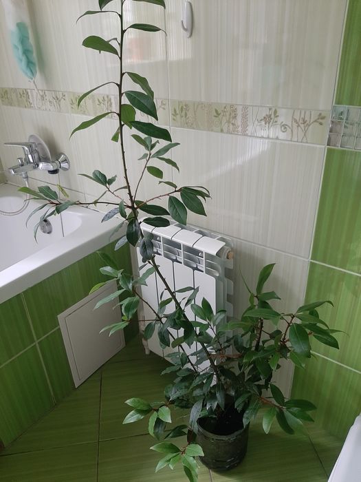 Лавр домашній вирощений із гілочки