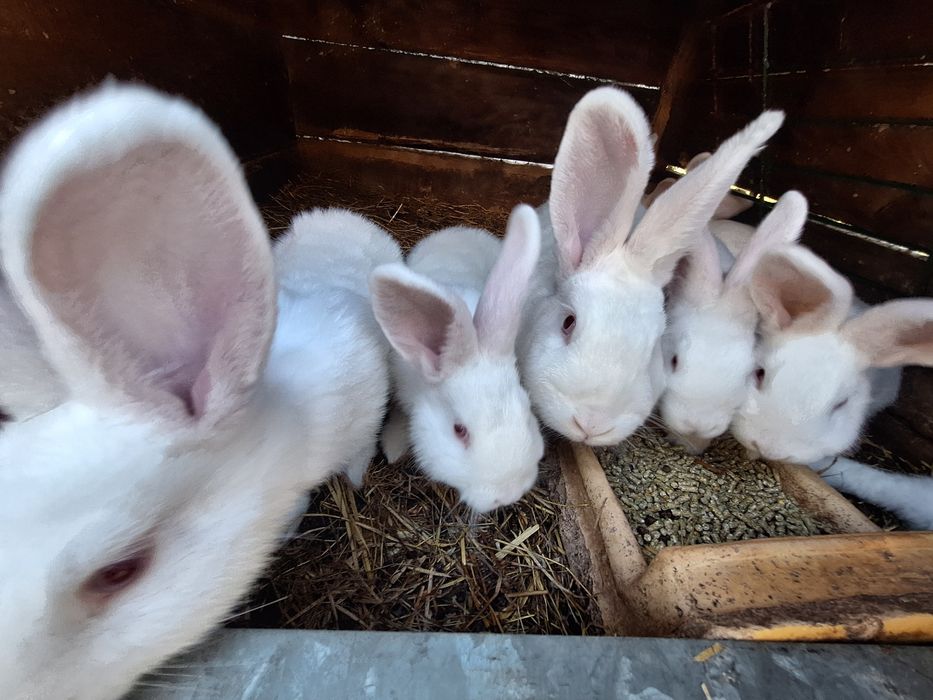 Młody królik nowozelandzki