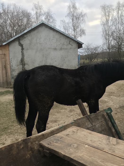 Кобила молода