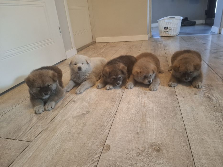 Szczeniaki akita inu