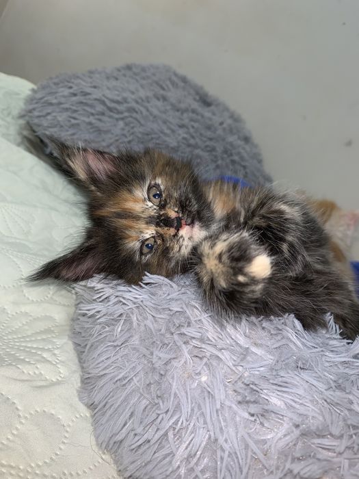 Кошеня мейн-кун з родоводом