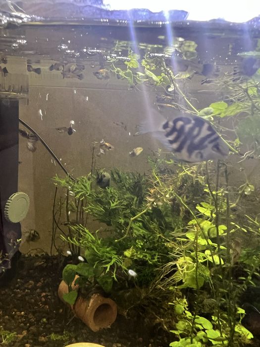 Продам тигровых рыбок