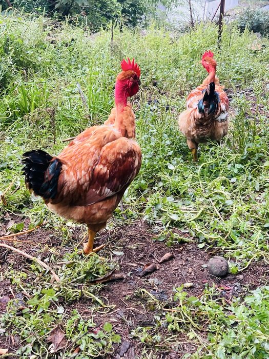 Frangos do Campo