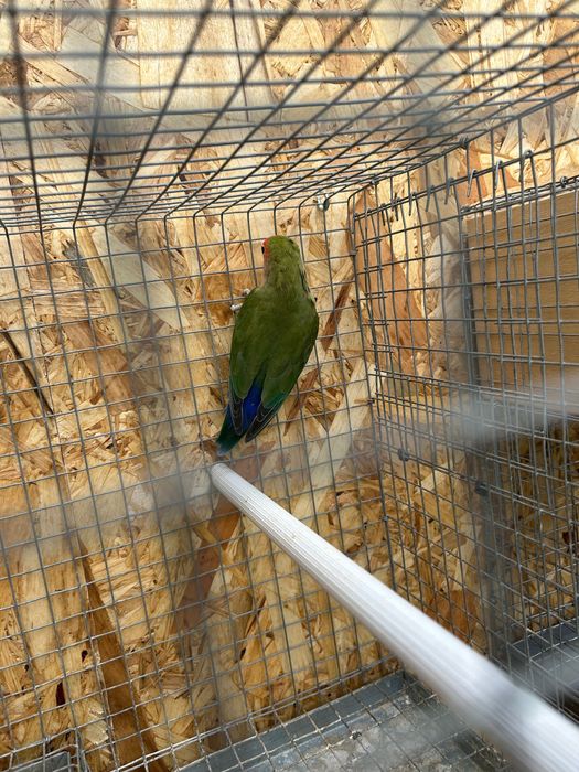 Agapornis pássaro