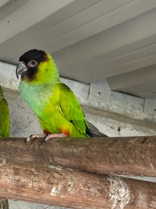 Aratinga Nanday Cabeça Preta Macho