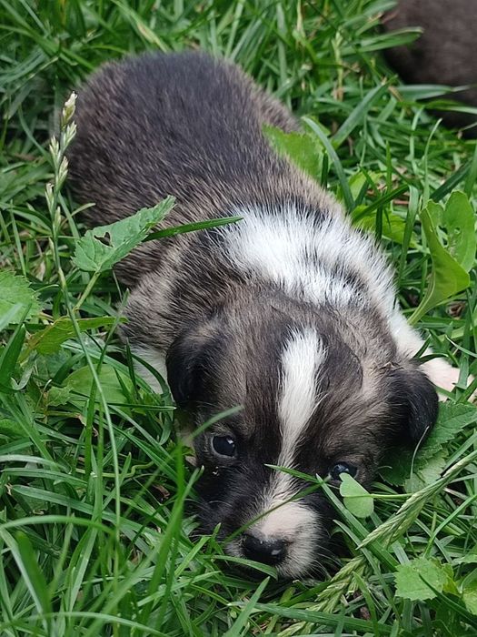Віддамо щенят 1 місяць