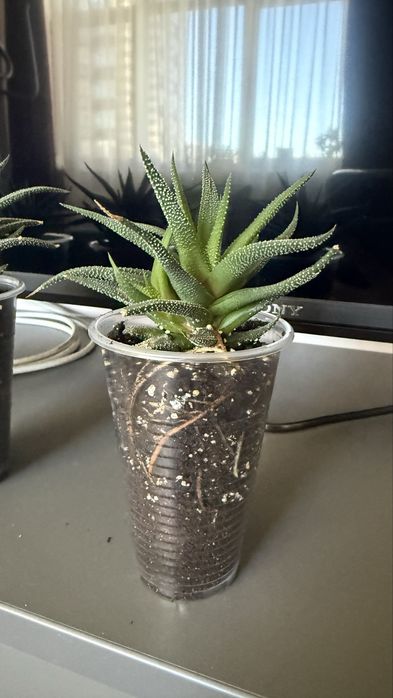 Хавортія смугаста суккулент з дітками hawortia