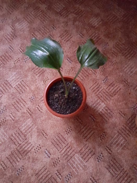 Эухарис амазонская лилия