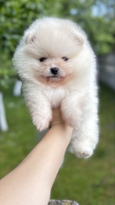 Крутезний хлопчик шпіца