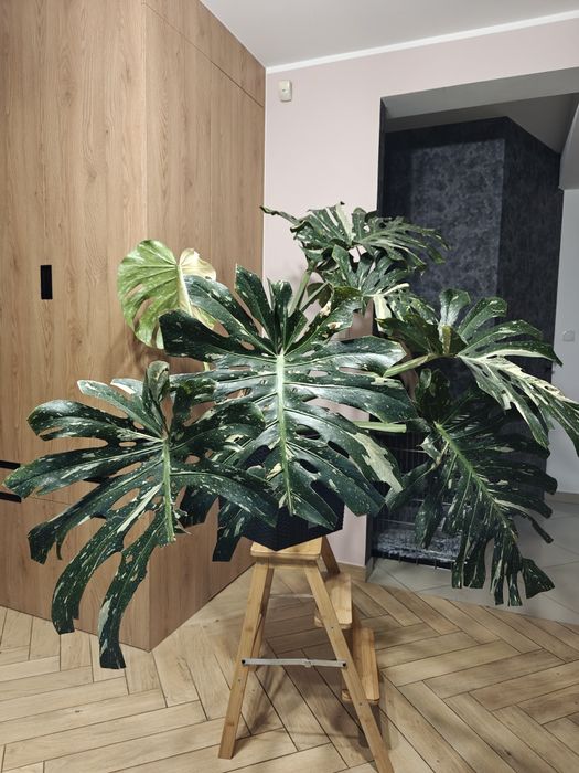 Monstera deliciosa Thai Constellation XXL big form, roślina