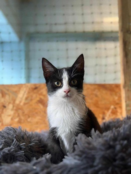 Kotek Rogalik poleca się do adopcji