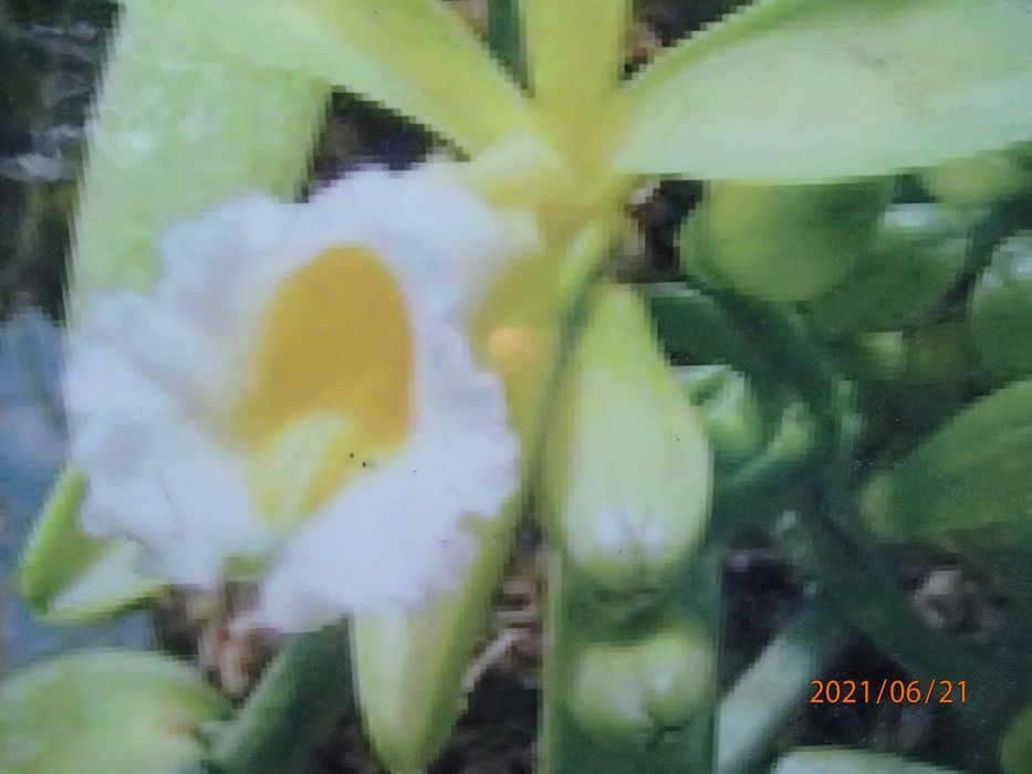 Storczyk Sadzonka wanilii w doniczce