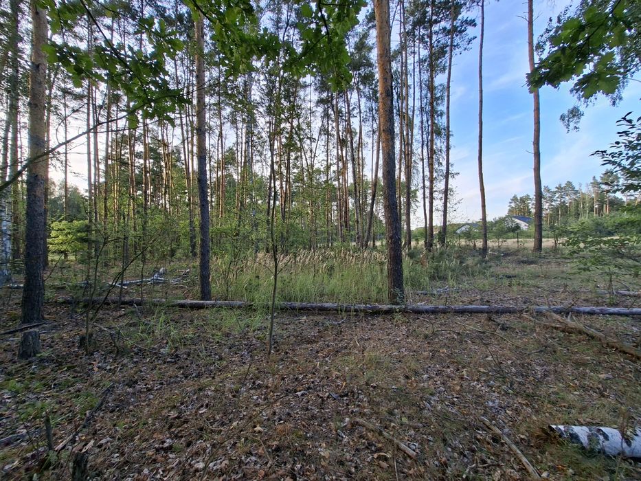 Działka 1500 m² | LAS | Budy Grzybek | Dom jednorodzinny | Media - Widok 3