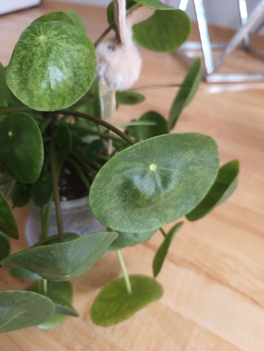 Pilea peperomioides mojito pieniążek variegata
