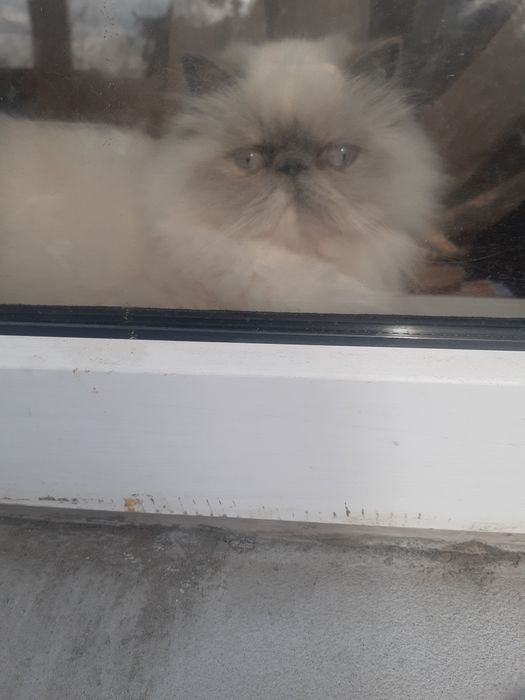 Персидська кішечка