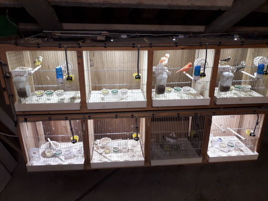 Viveiros de canários