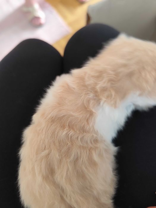 Кошенята безкоштовно