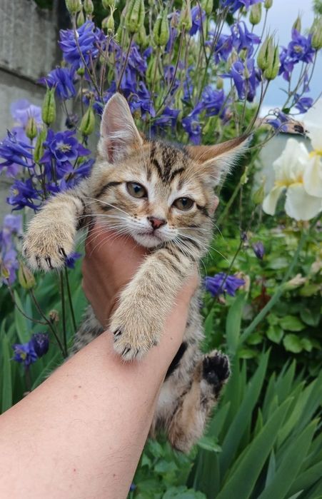Котенок в поисках семьи. Кошечка ищет дом