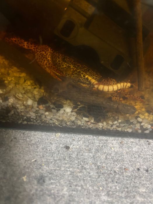 Krab pantera sprzedam albo zamienię