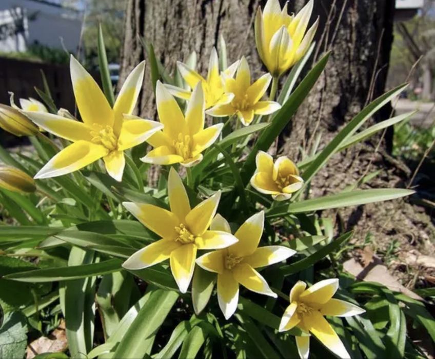 Тюльпан батанічний