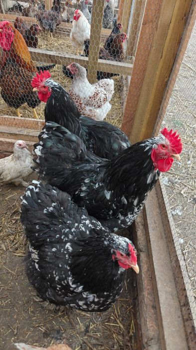 Kochin olbrzymi kogut