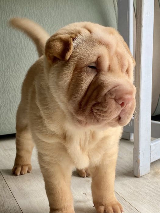Cachorro Shar Pei