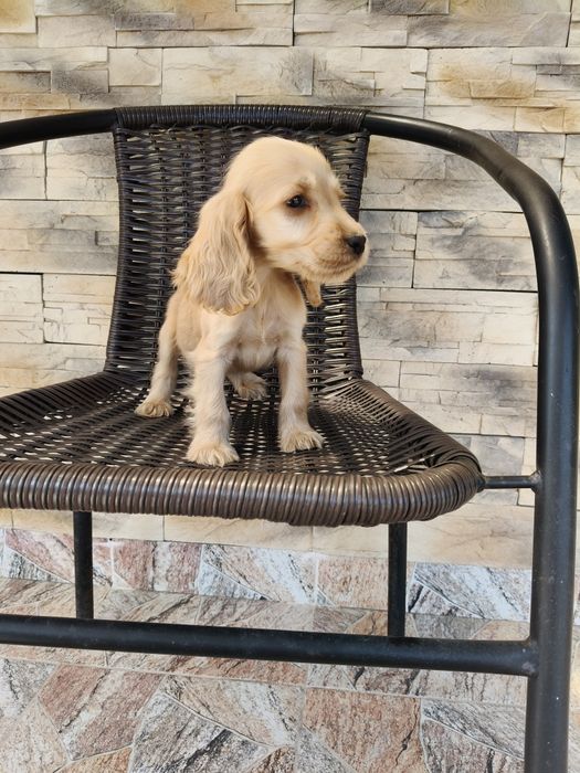 Cocker spaniel angielski pies
