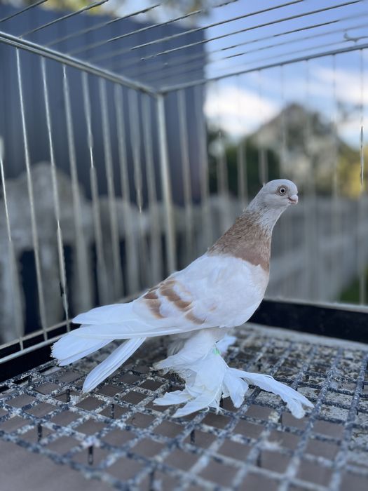 Blauwinder samiec z 2025 roku