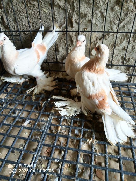 Blauwindry z26 młode